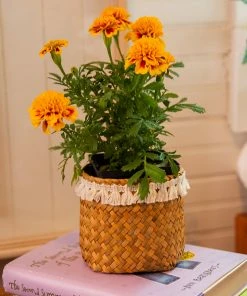 Natural Life Back To Campus Set Of 3 Small Woven Baskets