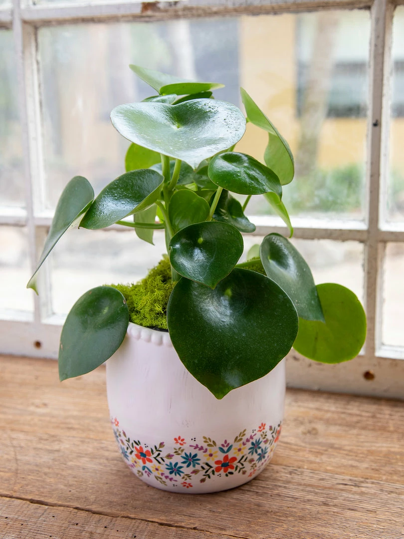 Natural Life Ceramic Planter 9 Natural Life Ceramic Planter