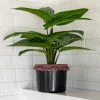 Natural Life Back In Stock Small Potted Faux Plant 1 Natural Life Back In Stock Small Potted Faux Plant