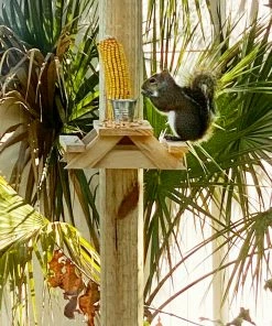 Natural Life Beach & Outdoors Squirrel Picnic Table Feeder